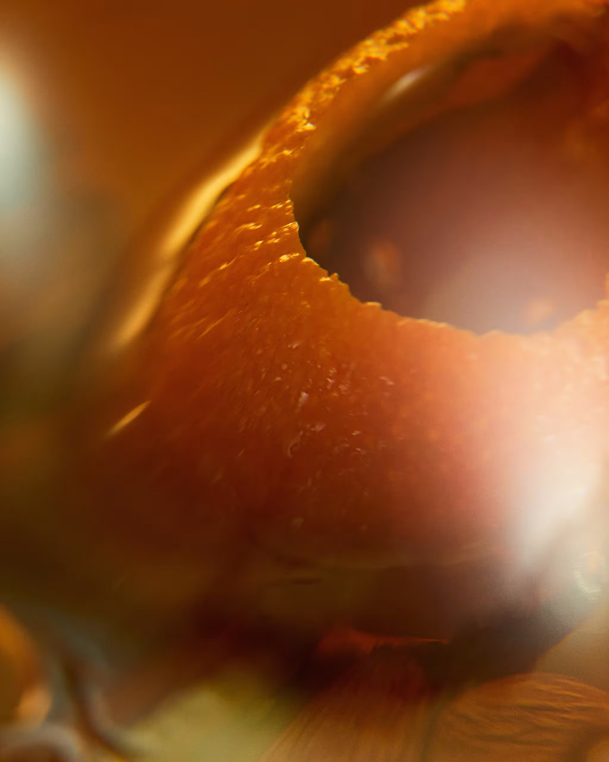 Orange peel and almond close up