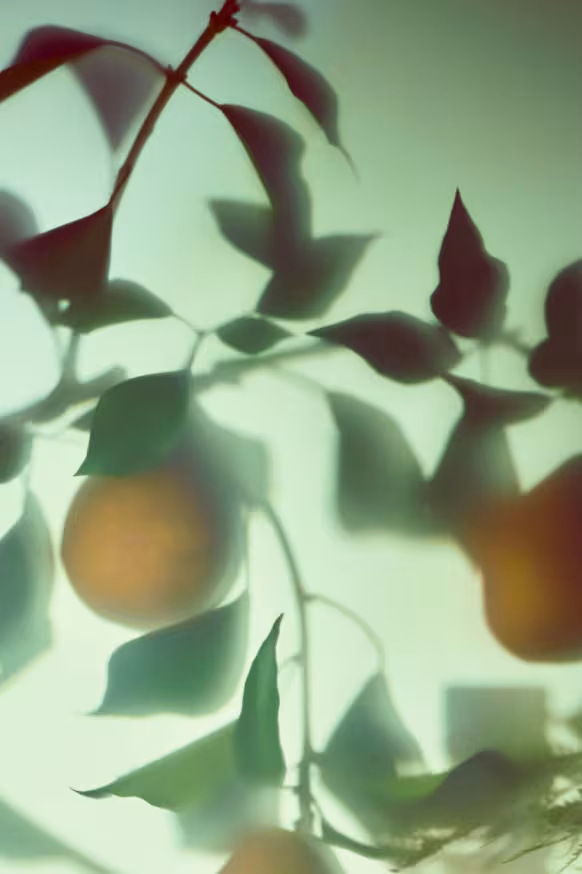 Pear Branch Flavour Profile