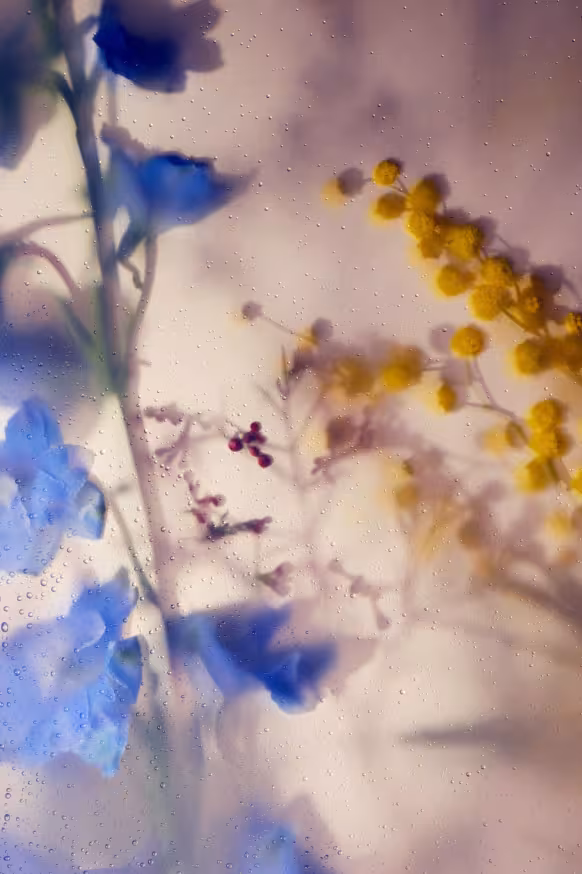 Delphinium