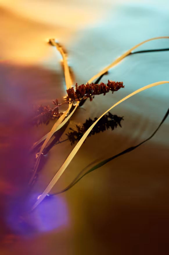 Grass in water