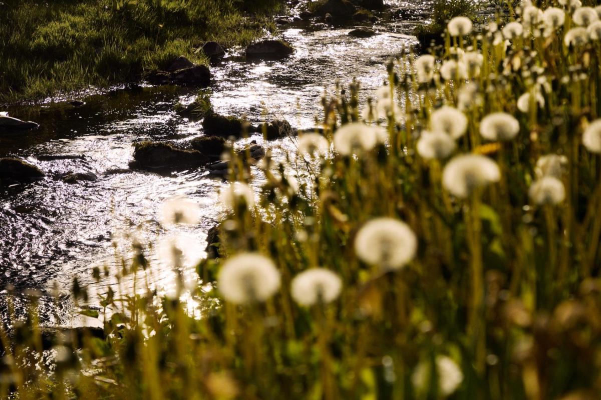 Dandelions by the Burn of Rothes