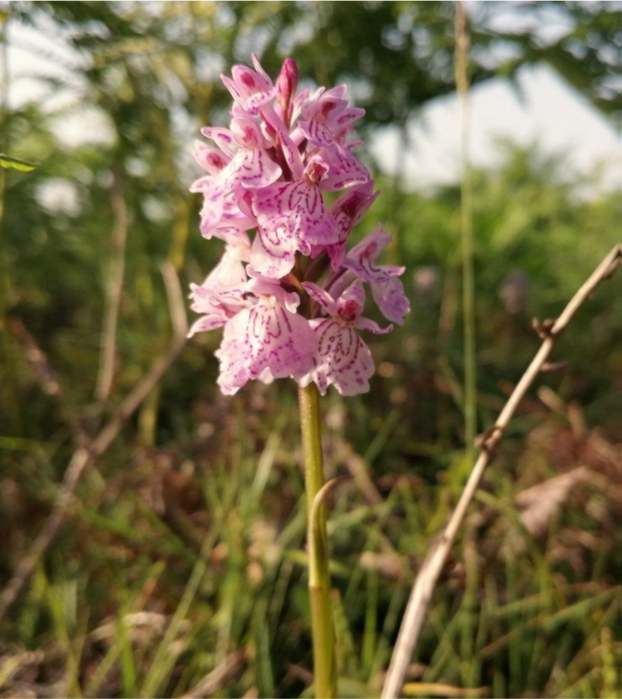 Wild pink orchid amongst grass