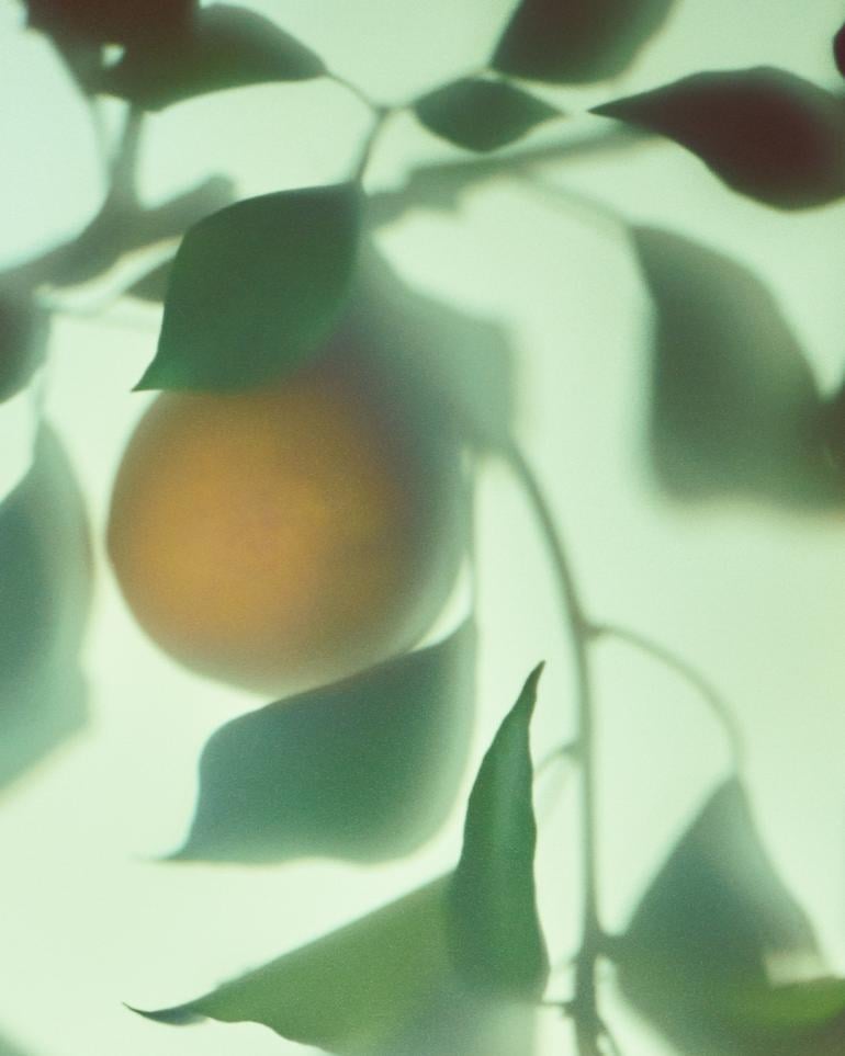 Pear Branch Flavour Profile