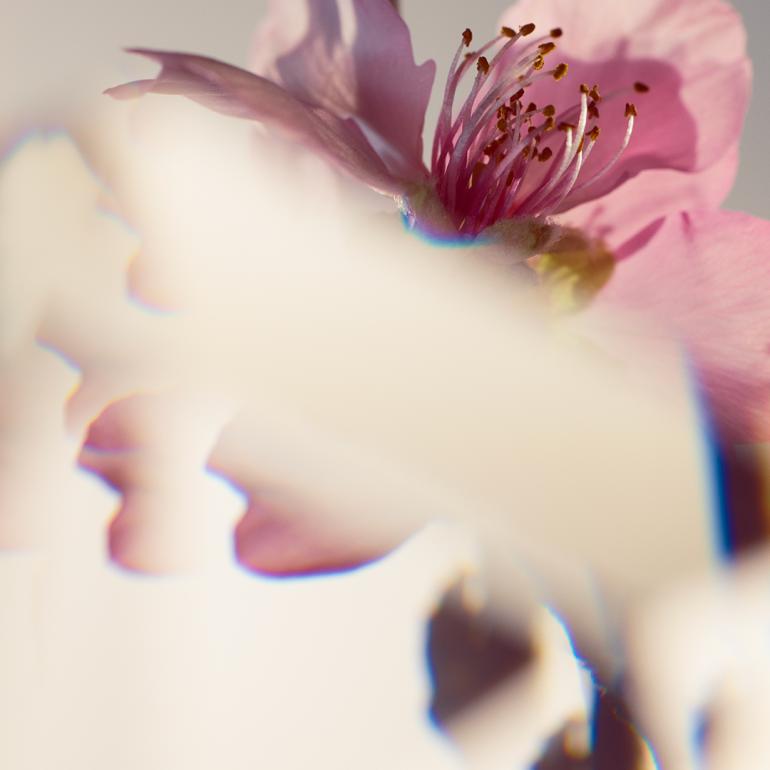 Pink blossom close-up