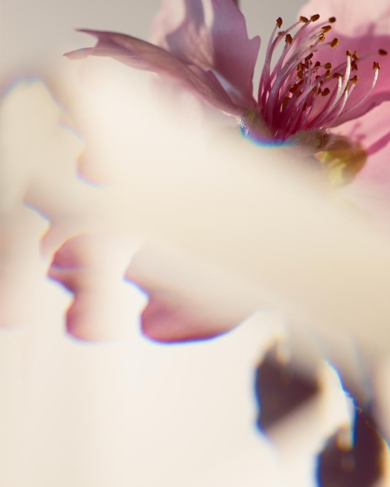 Pink blossom close-up