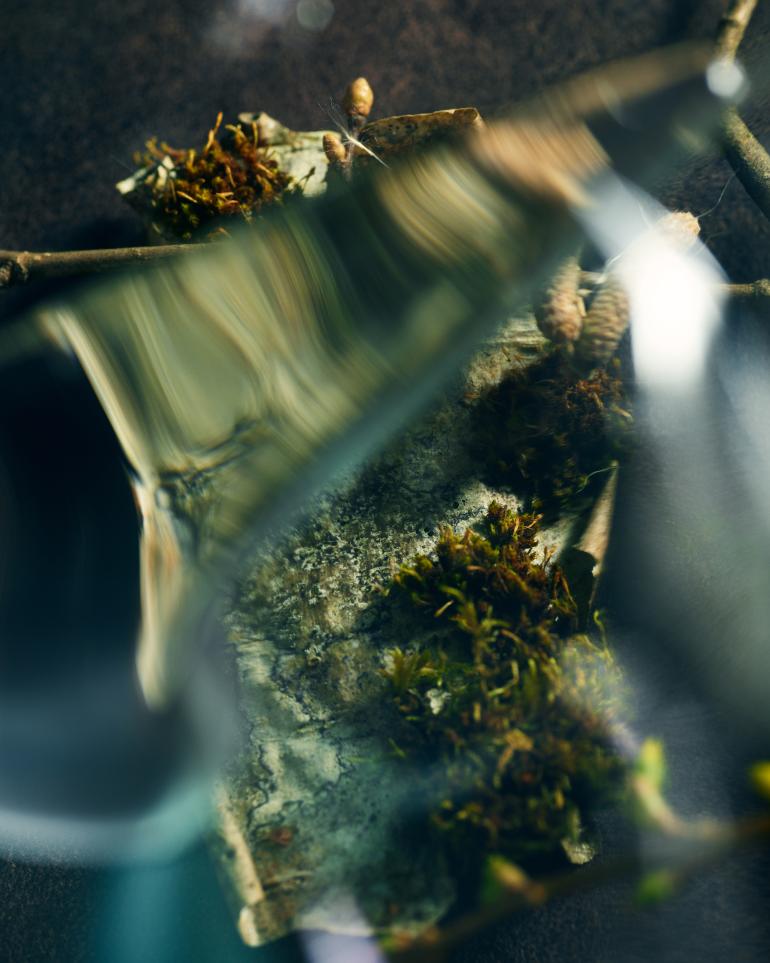 Moss and water close up