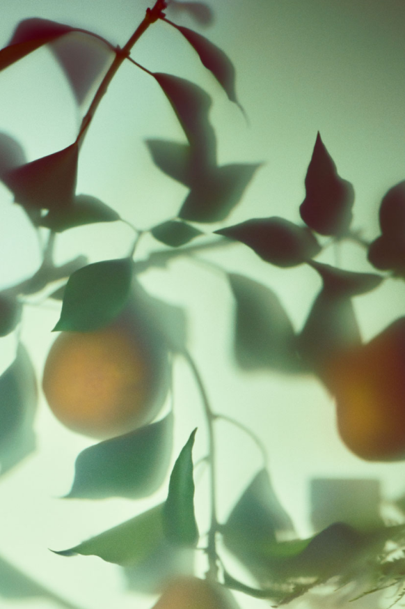 Pear Branch Flavour Profile