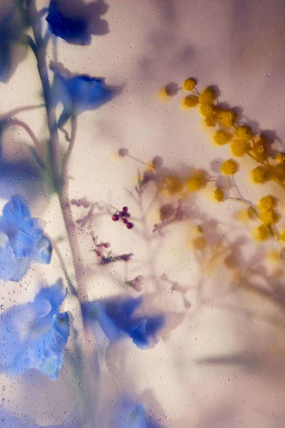 Delphinium