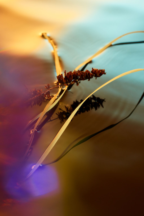 Grass in water