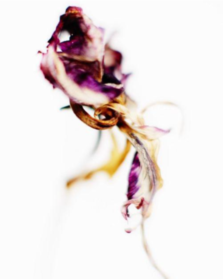dried petals representing The 51 tasting notes